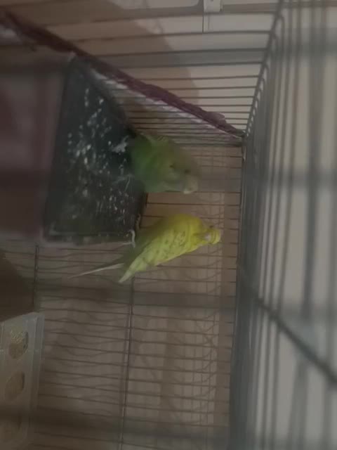 جفت مرغ عشق با قفس|پرنده|اردبیل, |دیوار