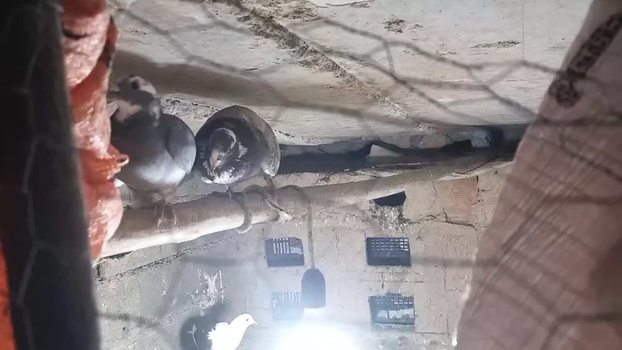 پرنده|پرنده|دوزین, |دیوار