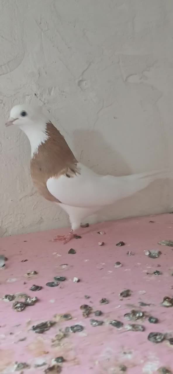 طوقی|پرنده|خواجه, |دیوار