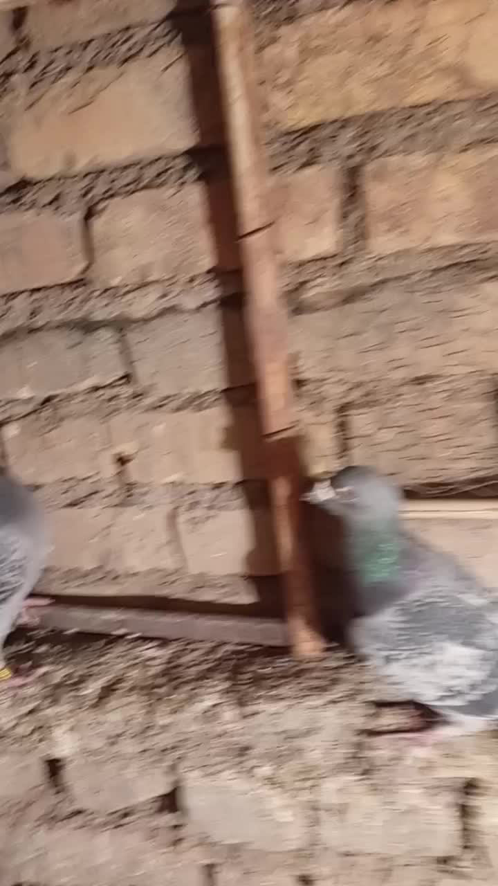 کفتر جفتگاه عالی|پرنده|فردوس (خراسان), |دیوار