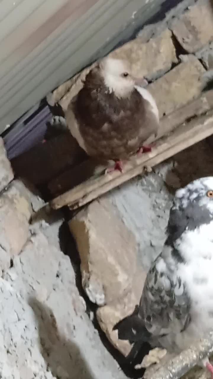 روستای قرچشمه|پرنده|مینودشت, |دیوار