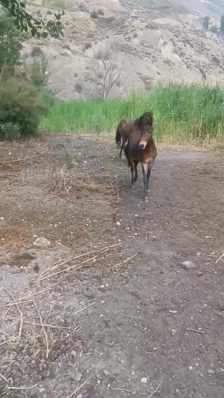 قاطر نر ۳سال خیلی آروم|حیوانات مزرعه|آمل, |دیوار