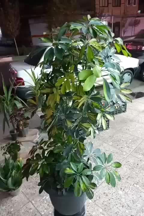 هدیه مناسب برای روز مادر نخل اریکا گیاه آپارتمانی|گل و گیاه طبیعی|قم, سید معصوم|دیوار