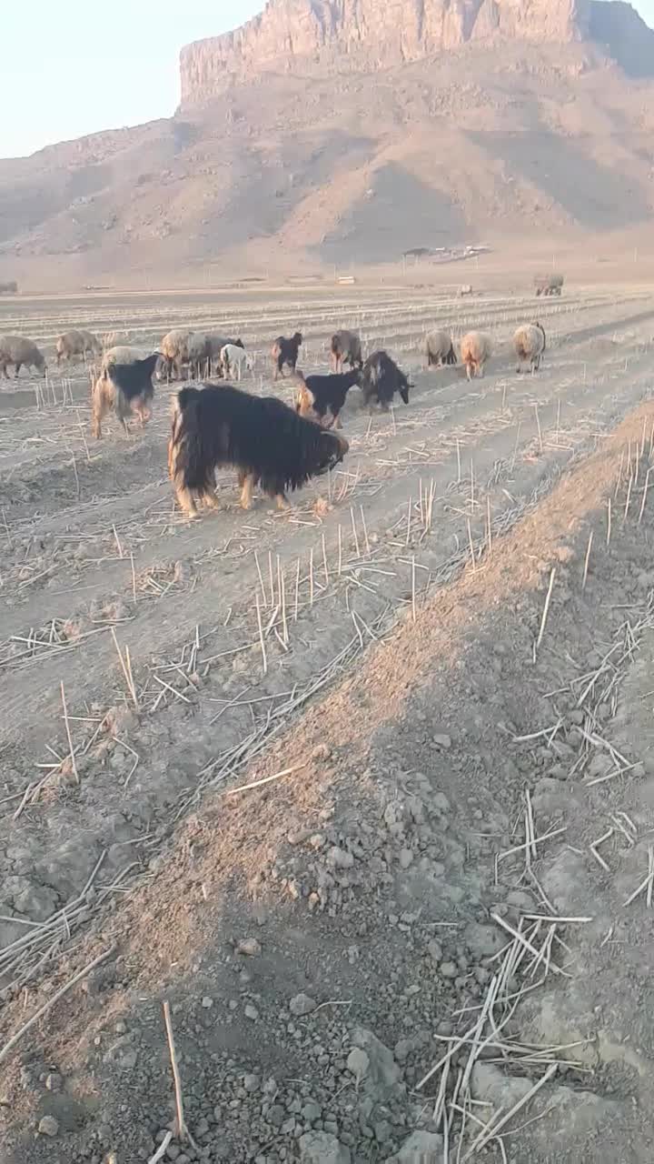 پازن ترکی فروشی|حیوانات مزرعه|شیراز, احمدآباد|دیوار