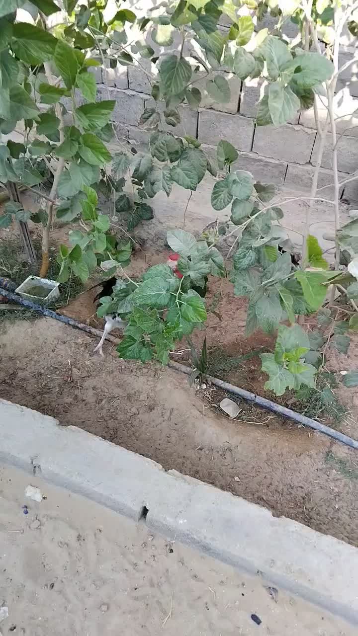 خروس محلی مرغگیر مرگی باحال|حیوانات مزرعه|درگهان, |دیوار