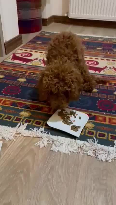 پودل دارک رد نر|سگ|فردیس, شهرک شهید حسینی|دیوار