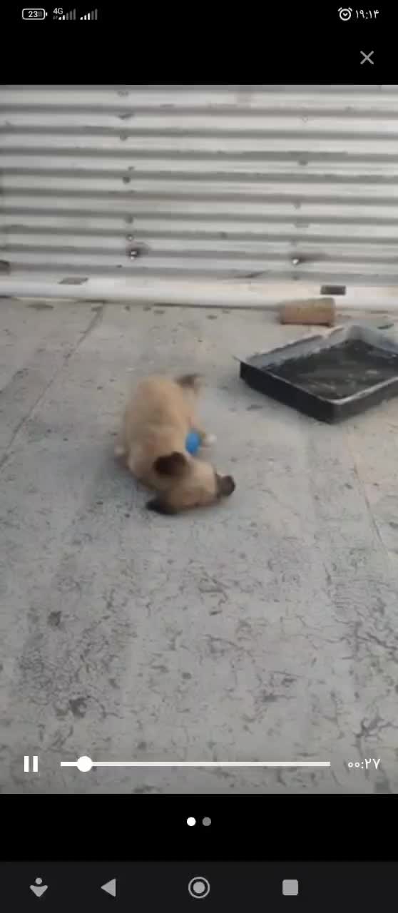 سگ پا کوتاه شیتزو|سگ|صالح آباد, |دیوار