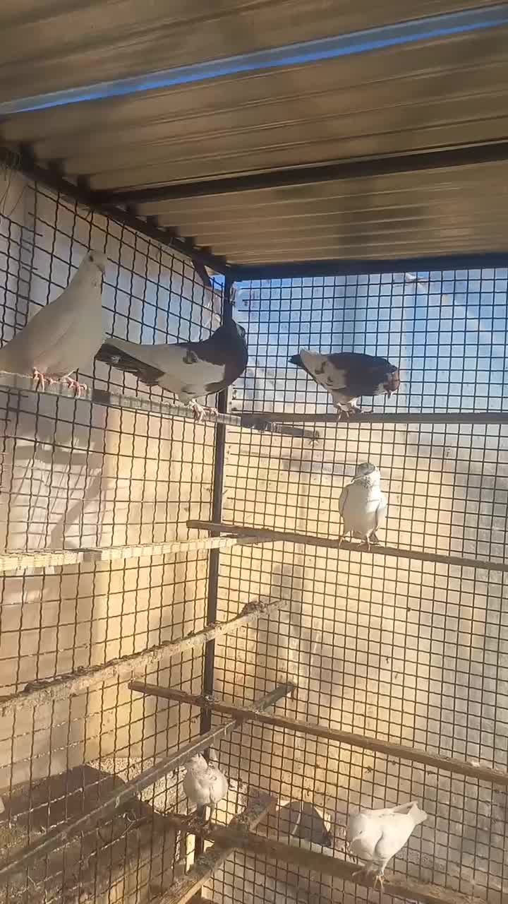 کفتر رنگی|پرنده|تهران, مسعودیه|دیوار