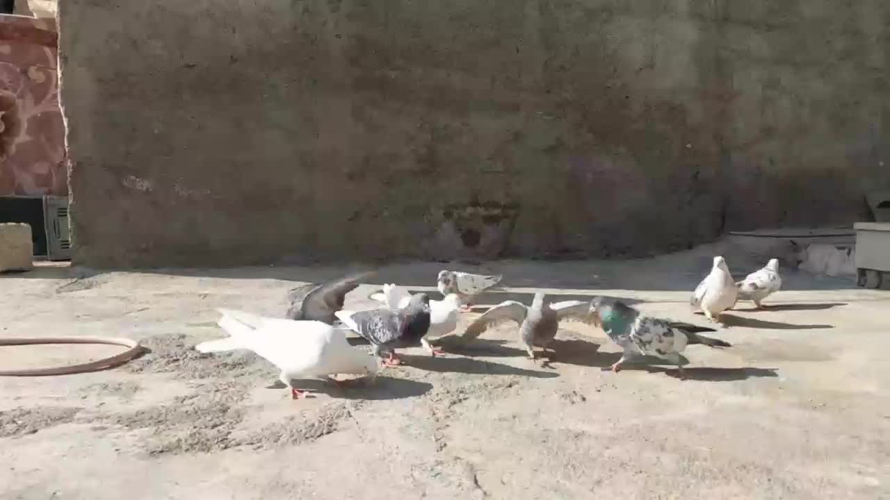 کبوتر پرشی|پرنده|علیآباد کتول, |دیوار