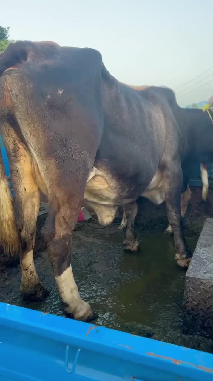 گاو آث ناف دار کول دار همه چی تمام|حیوانات مزرعه|عباسآباد, |دیوار