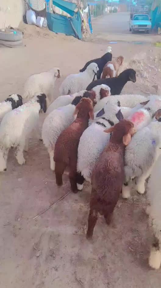 بره نر  وماده|حیوانات مزرعه|اهواز, منازل کارون|دیوار