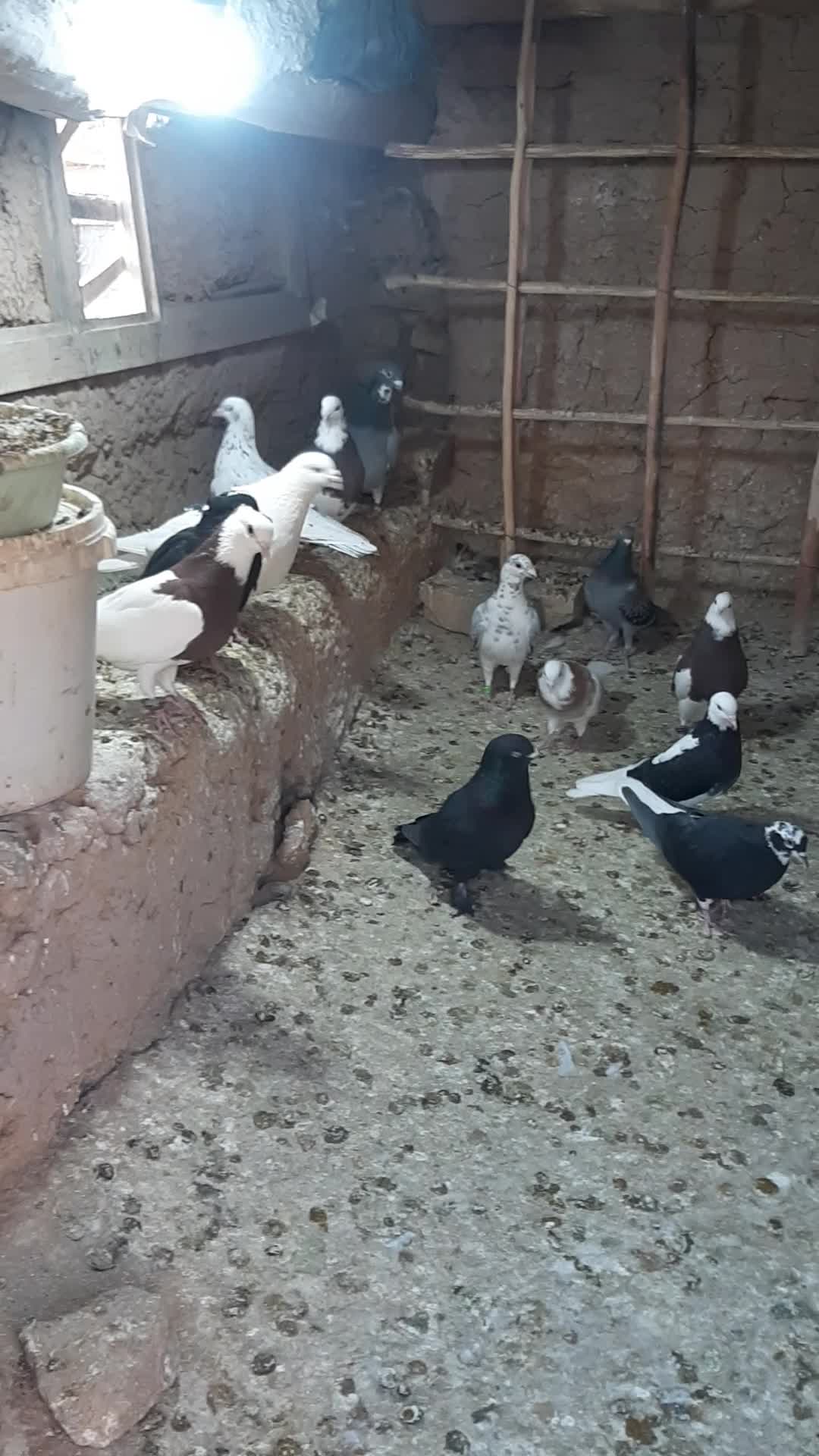 کبوتر|پرنده|اسفراین, |دیوار