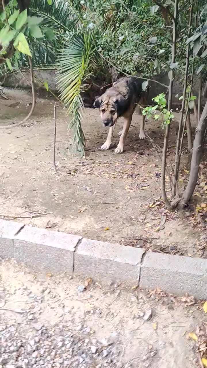 سگ پژدر نر و ماده|سگ|بابلسر, |دیوار