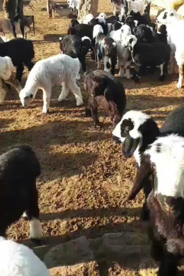 فروش گوسفند|حیوانات مزرعه|مرودشت, رودبال|دیوار