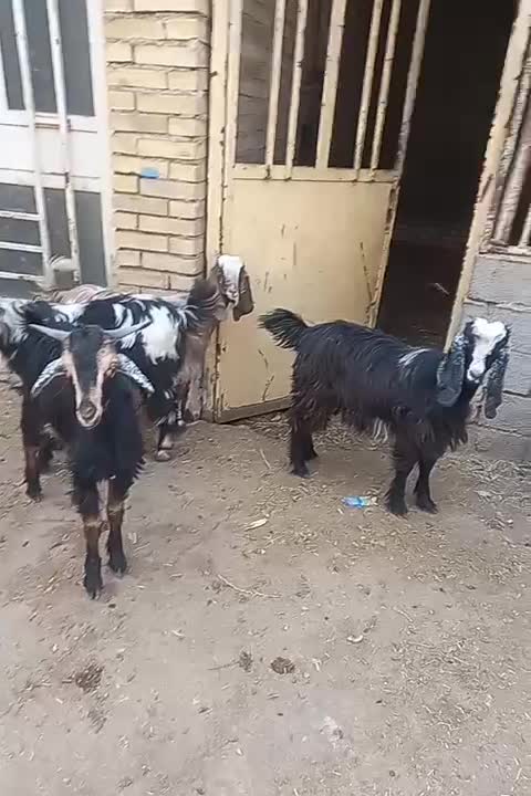 بز نر وماده چاق|حیوانات مزرعه|کارون, |دیوار