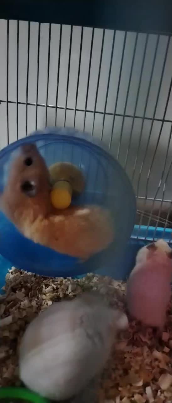 همستر کیوت فروش خیلی فوری به دلیل مسافرت|موش و خرگوش|مشهد, رسالت|دیوار