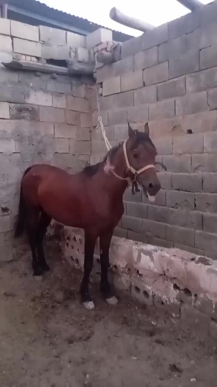 اسب|اسب و تجهیزات اسب‌سواری|نجف‌آباد, گلدشت|دیوار