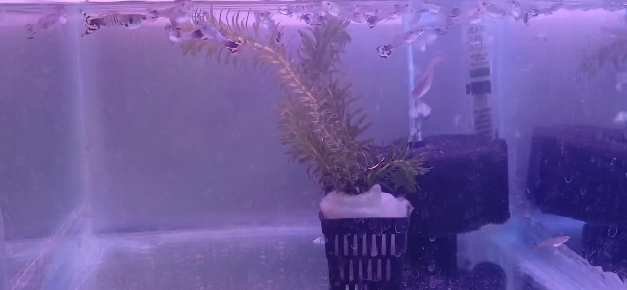 گوپی|ماهی|پردیس, فاز ۱|دیوار