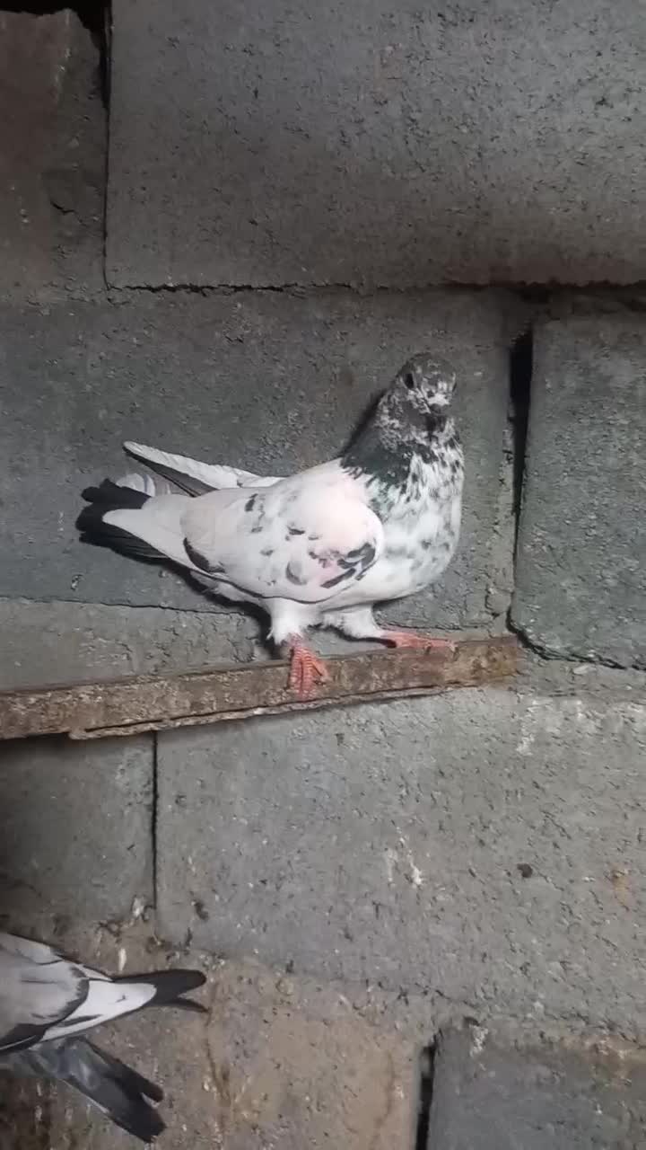 کفتر پاکستانی|پرنده|بندرعباس, |دیوار