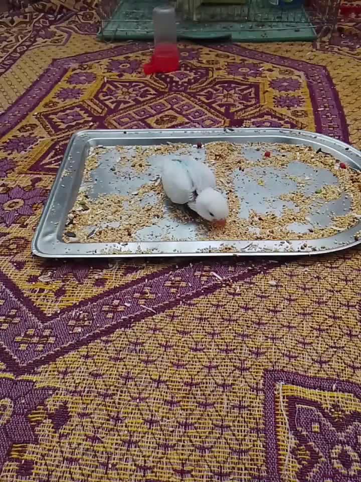 کوتوله و جوجه برهما قیمت توافقی|پرنده|خمینیشهر, |دیوار