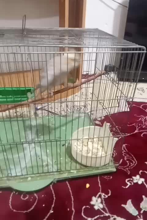 عروس هلندی|پرنده|بهارستان, |دیوار