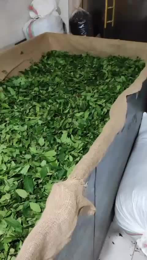 فروش چای کارگاهی بهاره|عمده‌فروشی|املش, |دیوار