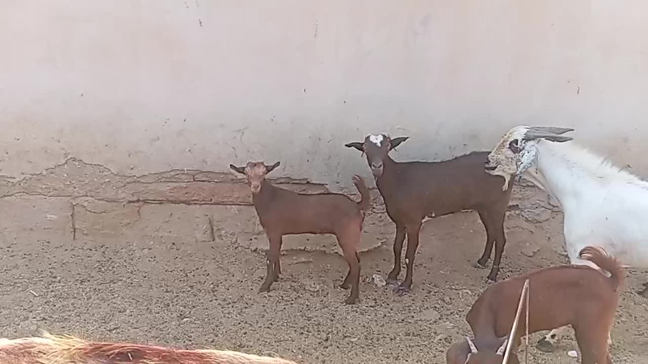 بز آبستن با دو کهره ماده بزرگ اطراف رویدر|حیوانات مزرعه|رویدر, |دیوار