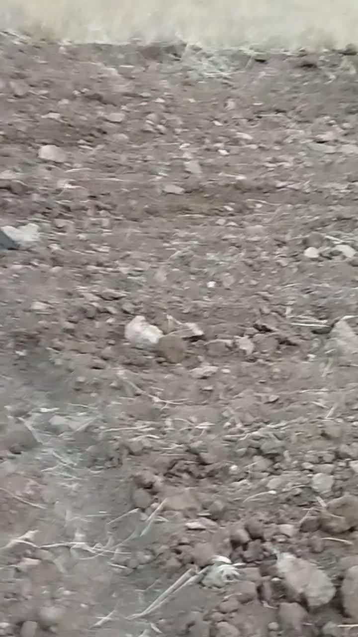 قوچ قره قزل|حیوانات مزرعه|قره پشتلو, |دیوار