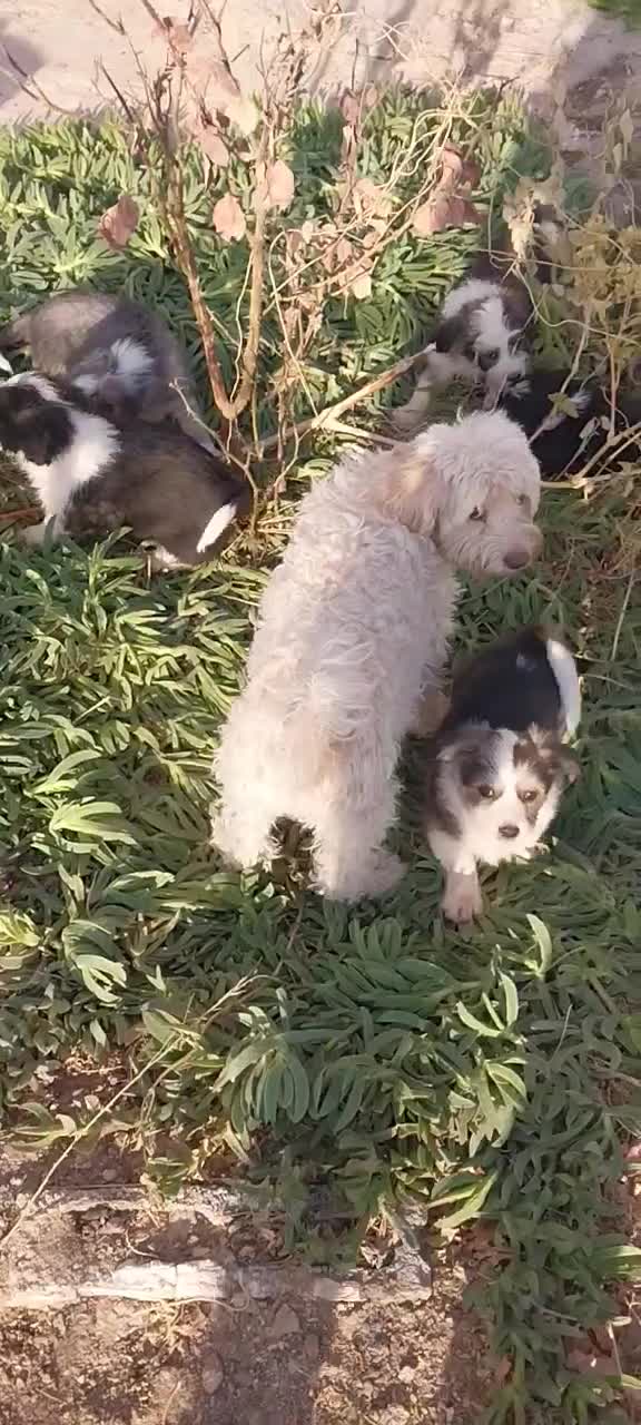 توله سگ شیتزو|سگ|پرند, فاز ۴|دیوار