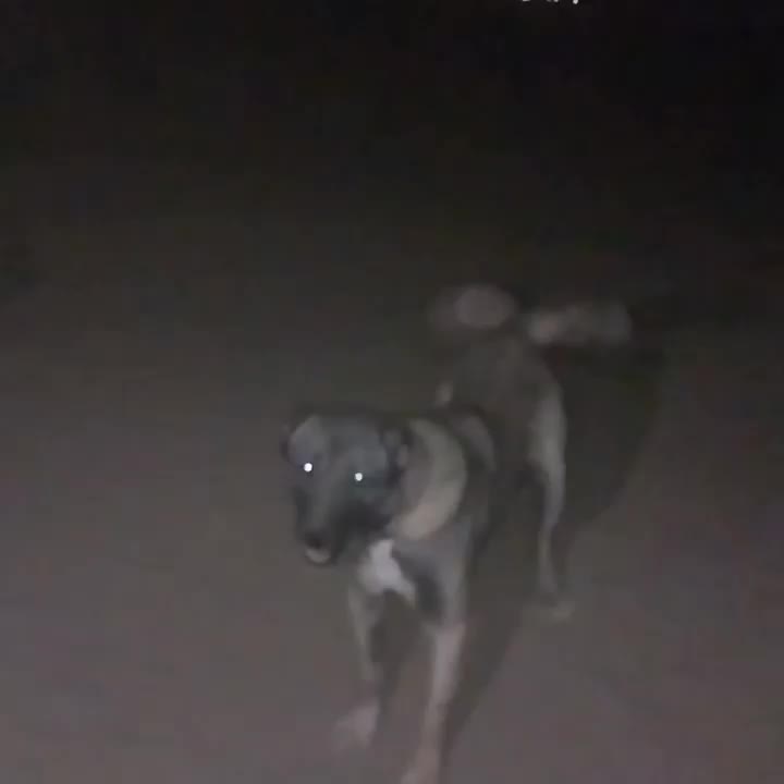 سگ نگهبان وگله ای|سگ|کبودرآهنگ, |دیوار