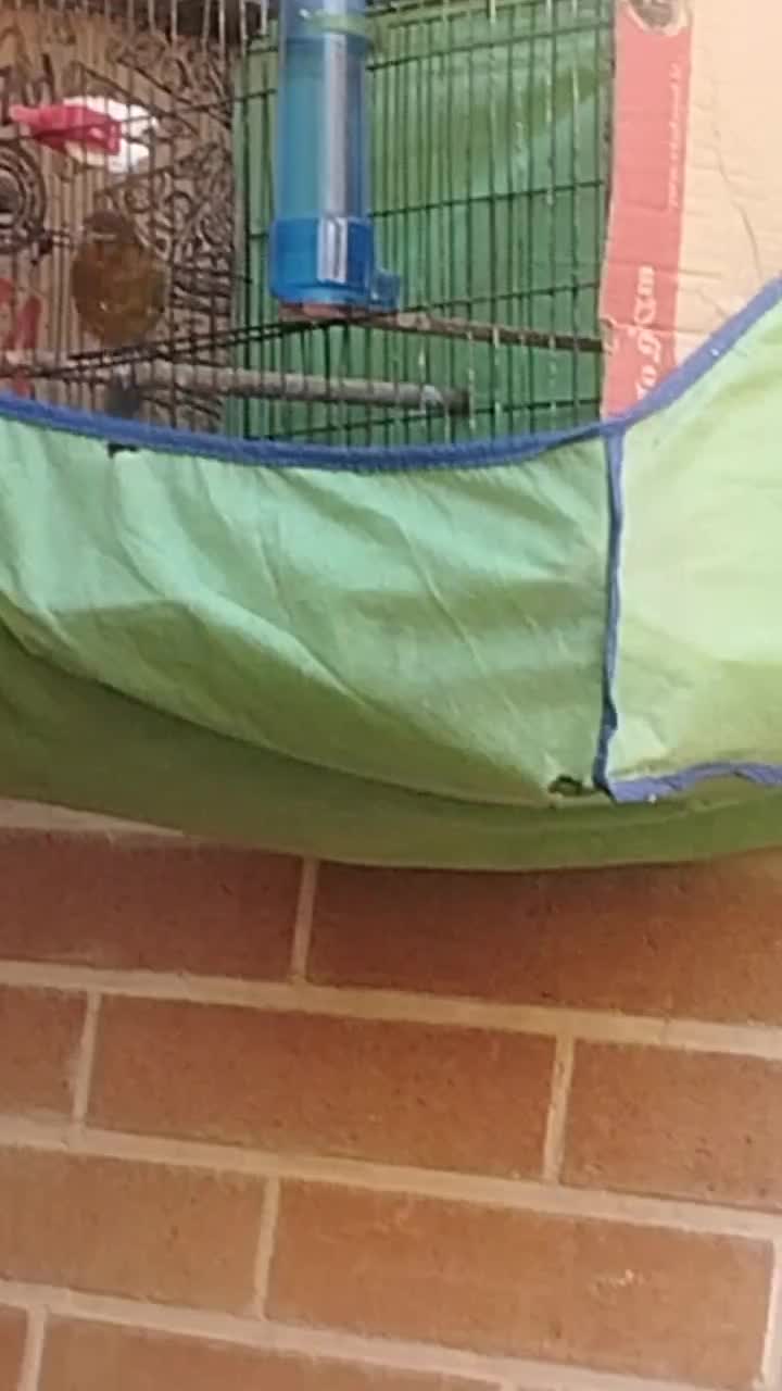 قناری کوتاه وبلند|پرنده|شوشتر, |دیوار