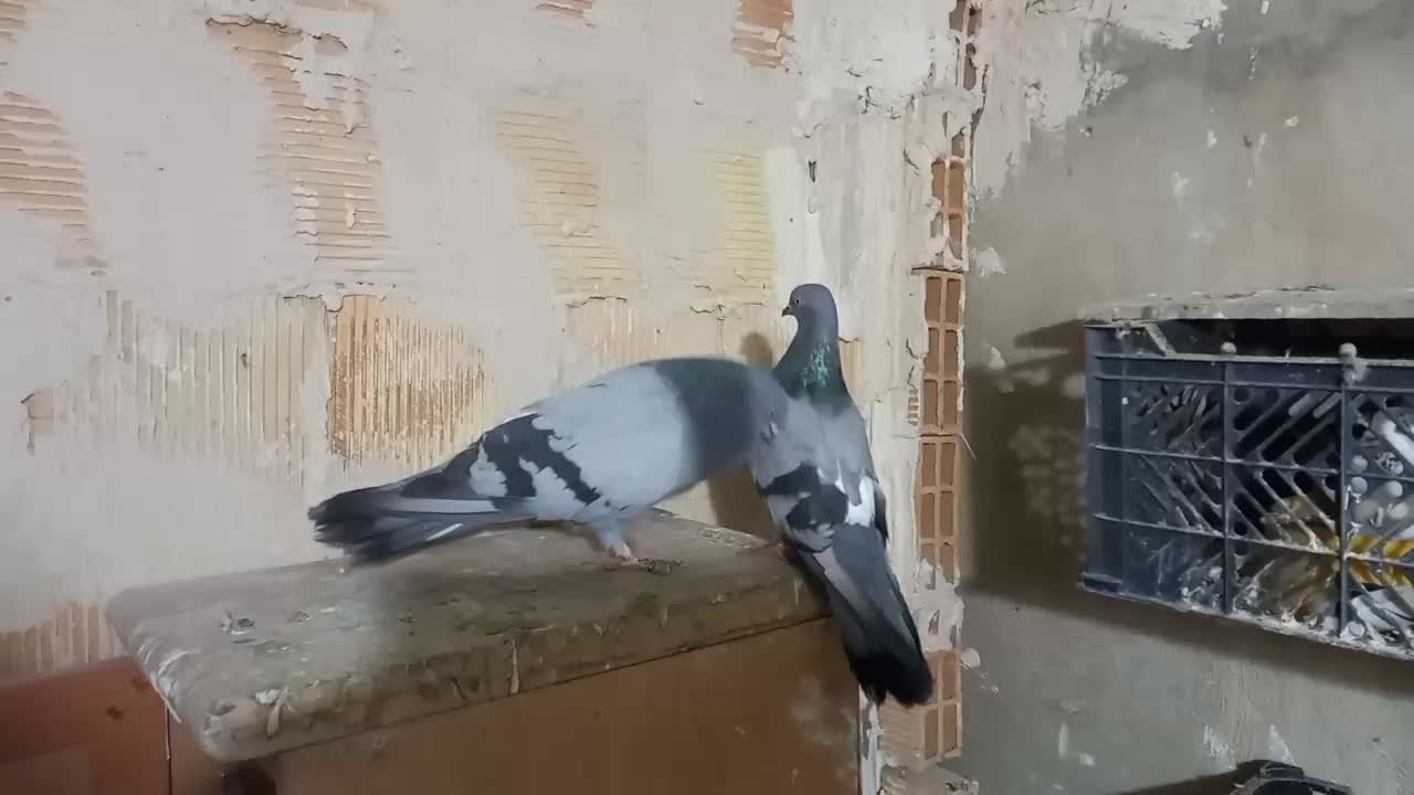 کبوتران پرشی|پرنده|ارومیه, |دیوار