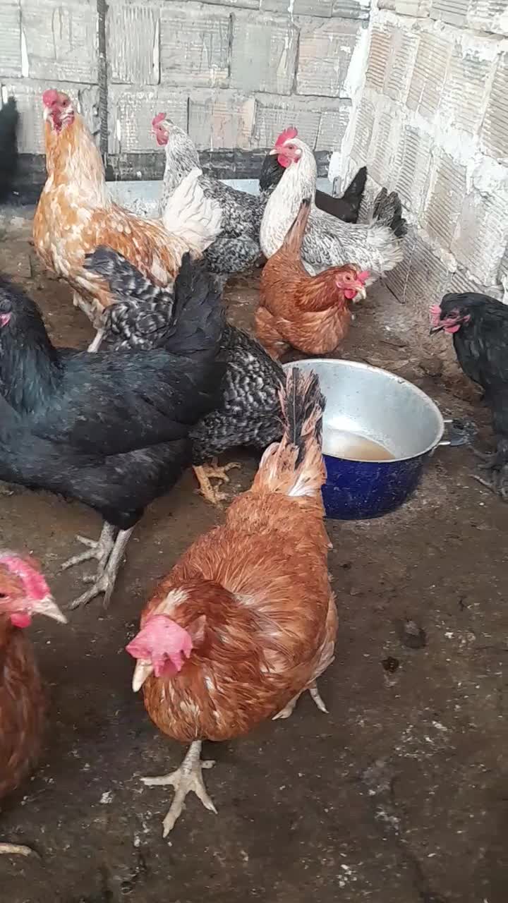 مرغ|حیوانات مزرعه|اصفهان, شیخ اشراق|دیوار