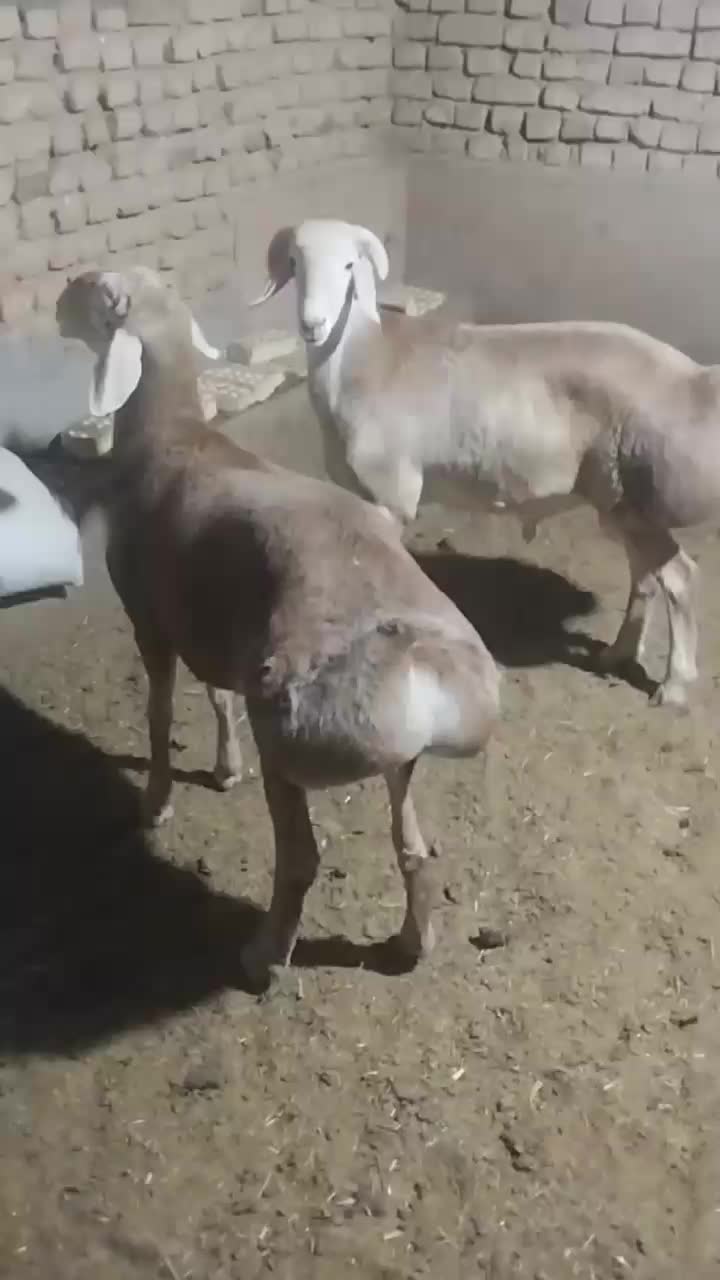 دوعددبره قوچی|حیوانات مزرعه|بوژگان, |دیوار