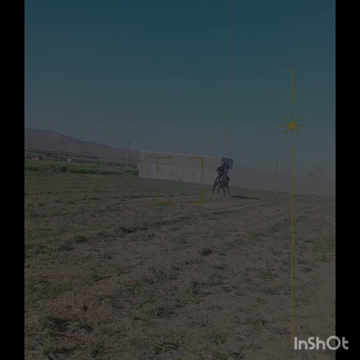 مادیان|اسب و تجهیزات اسبسواری|کمره, |دیوار