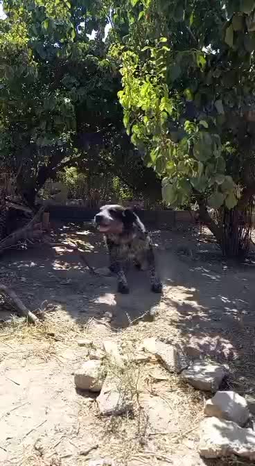 سگ قهدریجانی قدرجونی|سگ|تهران, آرژانتین|دیوار