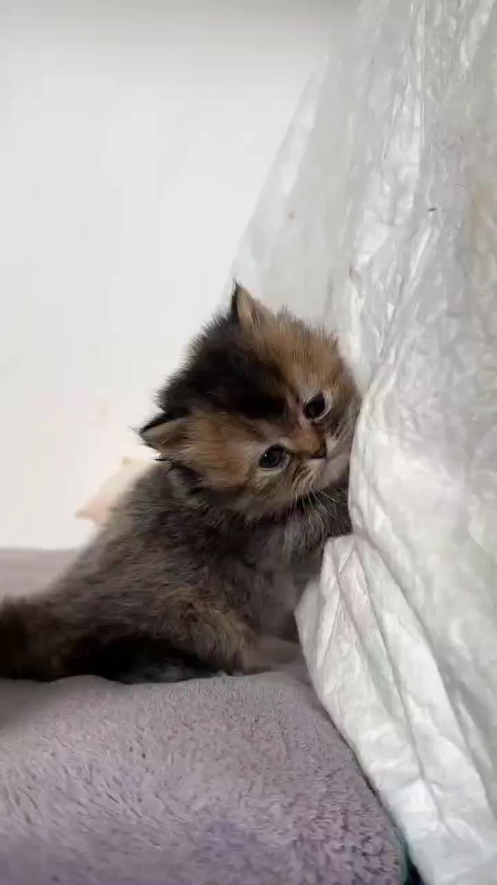 گربه آپارتمانی|گربه|شیراز, فرهنگ شهر|دیوار