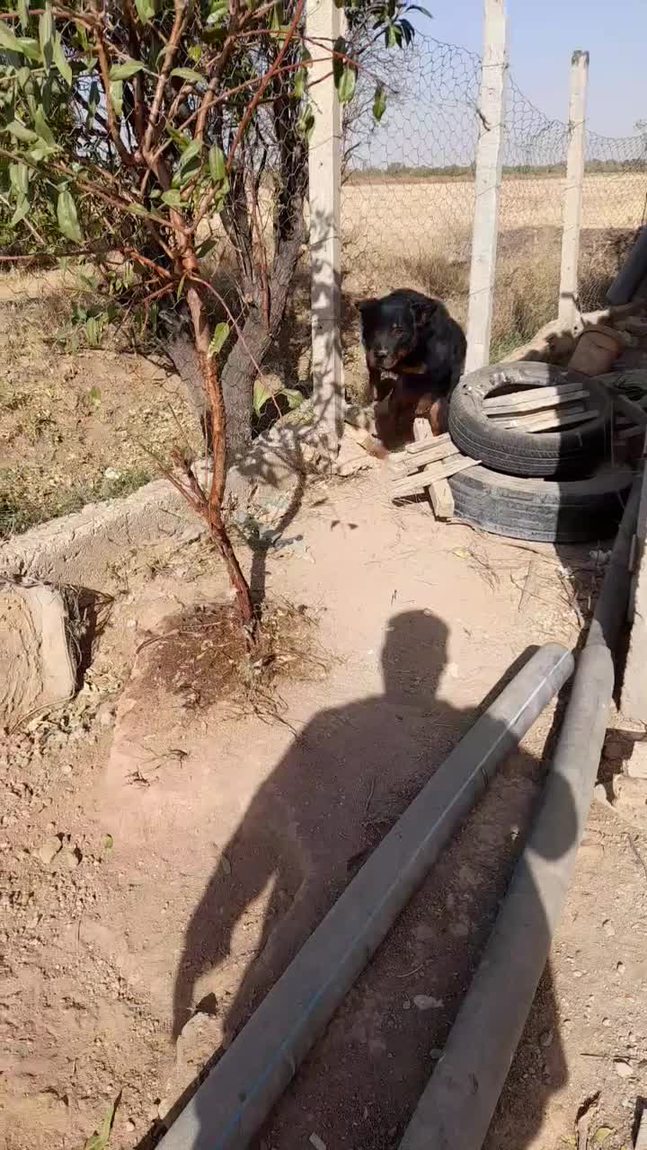 سگ شکاری|سگ|ضیاء آباد, |دیوار