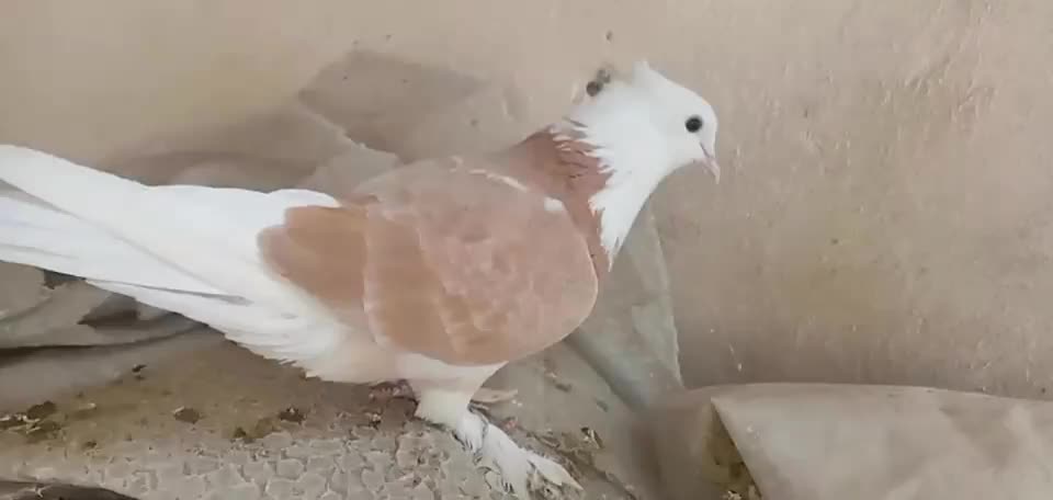 کبوتر و شازده فقط یجایی آخرش|پرنده|ری, شهرک نظامی|دیوار