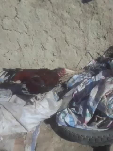 خروس فروشی|حیوانات مزرعه|سراوان, |دیوار