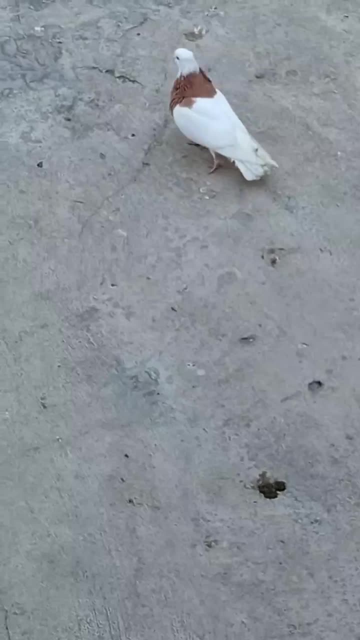 کبوتر|پرنده|گالیکش, |دیوار