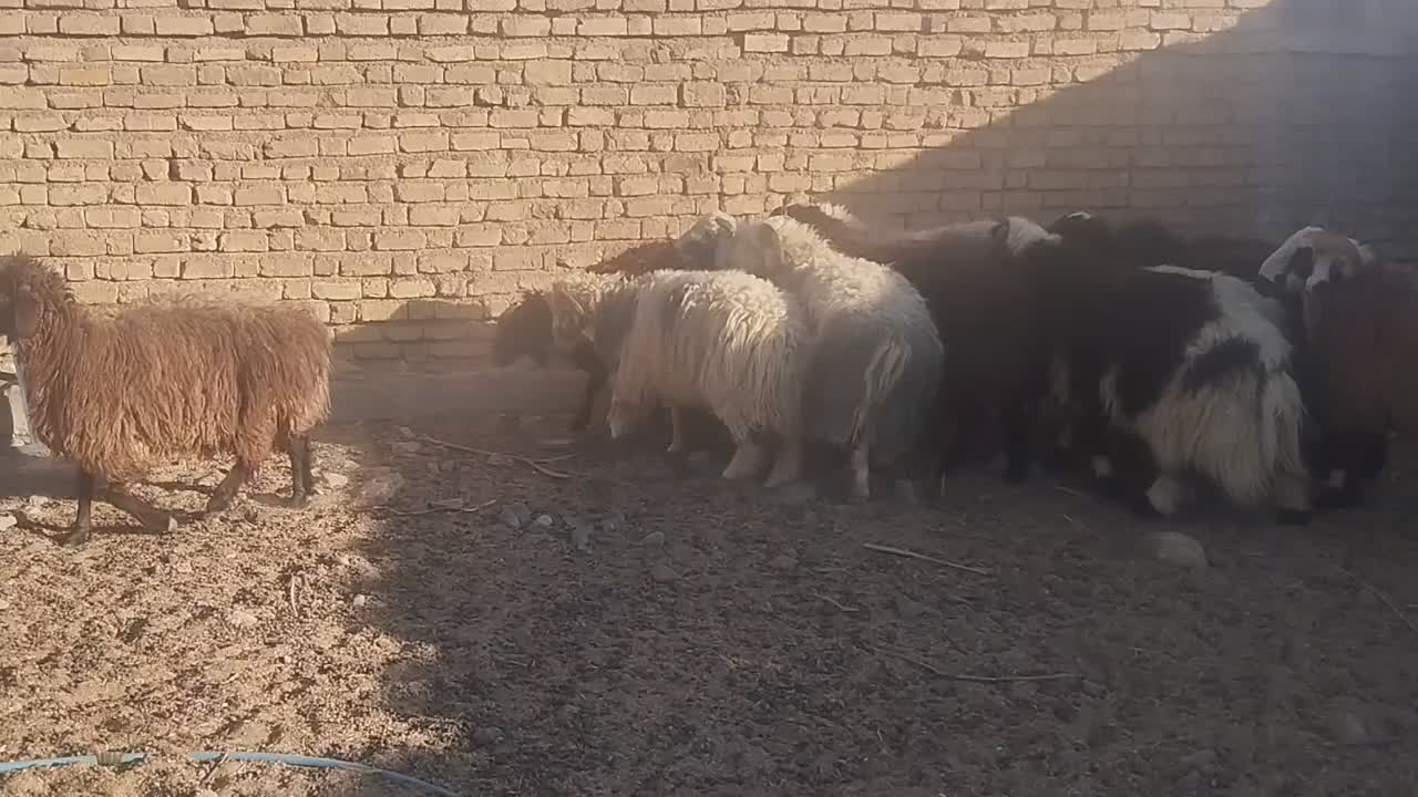 فروش بره چاق نر و ماده|حیوانات مزرعه|بختگان, |دیوار