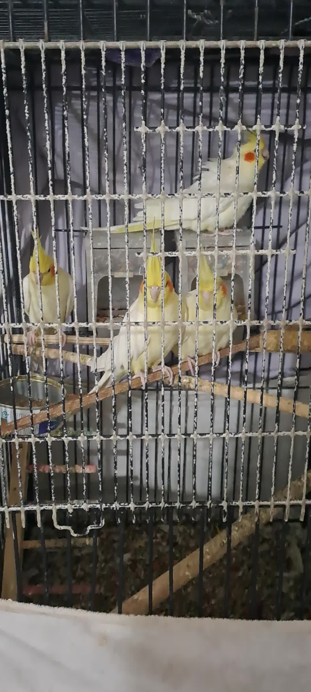 عروس هلندی|پرنده|فردیس, شهرک ناز|دیوار