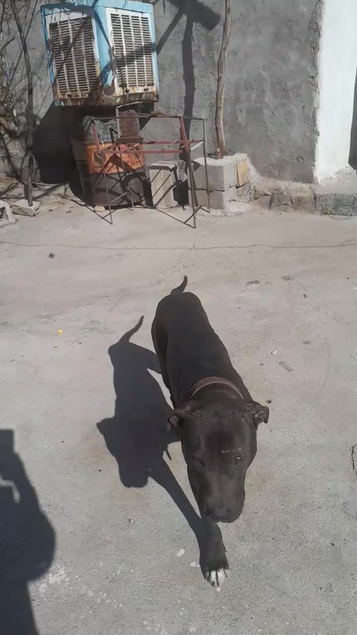 سگ پیتبول|سگ|مسجد سلیمان, |دیوار