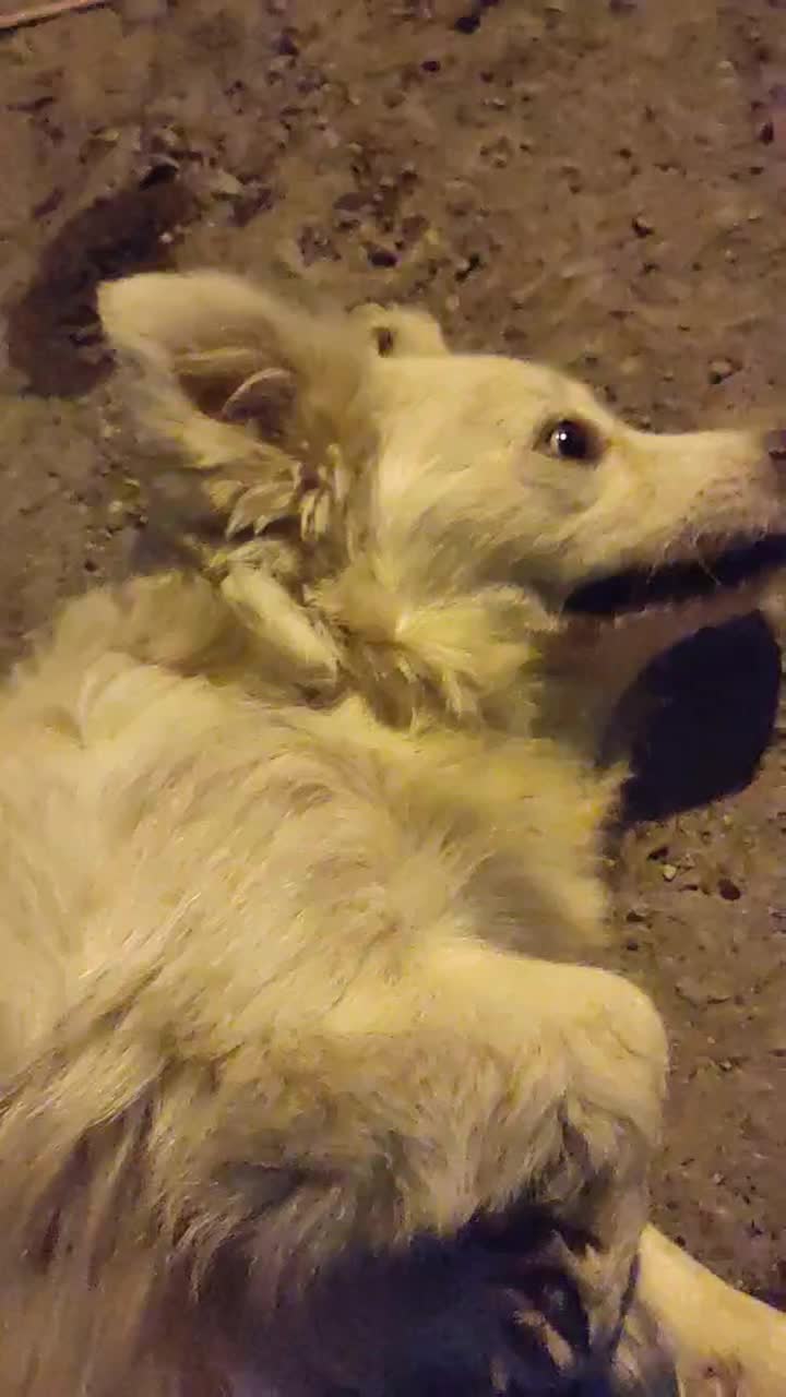 فروش دو عدد سگ پاکوتاه اشپیتز. خوشگل|سگ|جیرفت, |دیوار