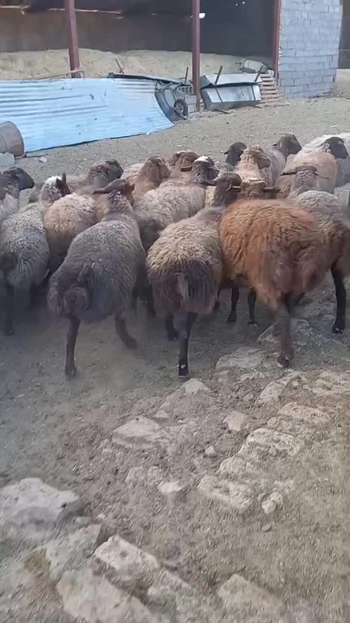 تعداد راس میش کردی درجه یک|حیوانات مزرعه|چناران, |دیوار