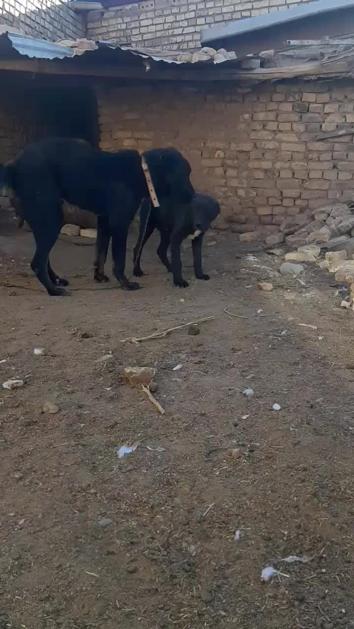 سگ گله|سگ|تربتحیدریه, پائین ولایت|دیوار