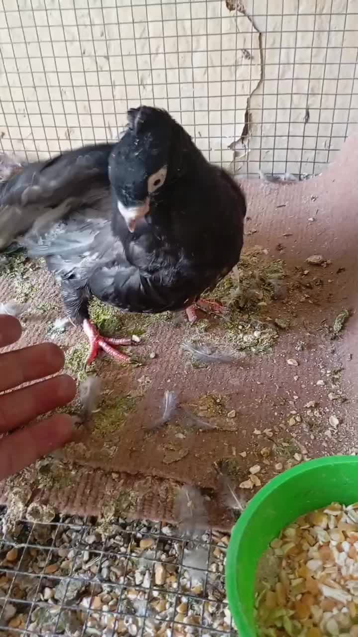 صرب|پرنده|زیباشهر, |دیوار