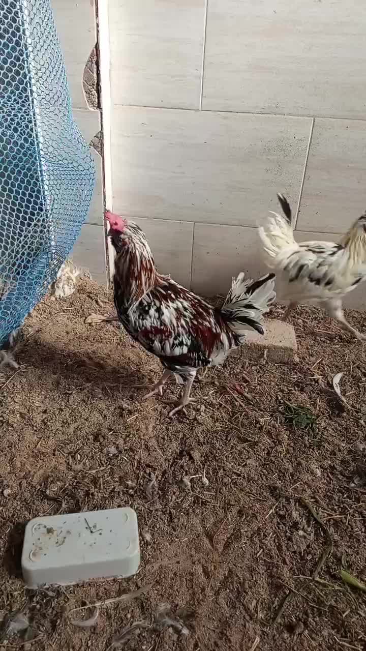 خروس گلین|حیوانات مزرعه|قرچک, صالح آباد|دیوار