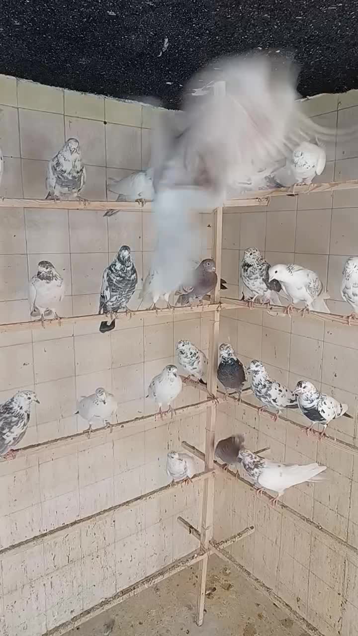 کبوتر.کفتر.شهرستانی (زوردار)|پرنده|کرمانشاه, |دیوار